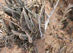 Adromischus marianiae