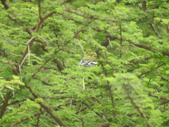 Aegithina nigrolutea