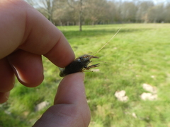 Procambarus clarkii