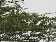 Aegithina nigrolutea