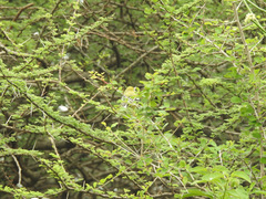 Aegithina nigrolutea