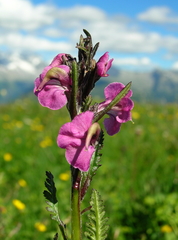 Pedicularis rostratospicata