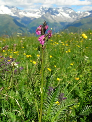 Pedicularis rostratospicata