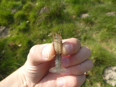 Procambarus clarkii