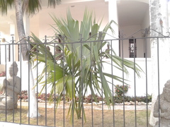 Sabal mauritiiformis