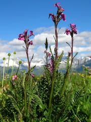 Pedicularis rostratospicata