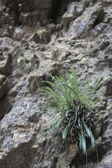 Jurinea dolomitica