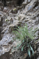 Jurinea dolomitica