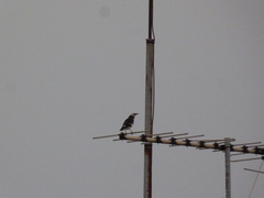 Gracupica nigricollis