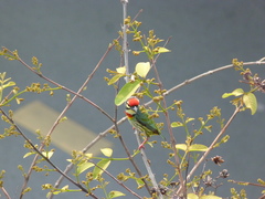 Psilopogon haemacephalus