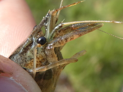 Procambarus clarkii