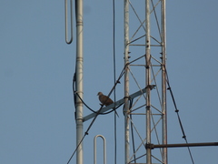 Streptopelia chinensis