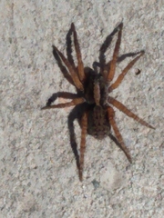 Lycosidae