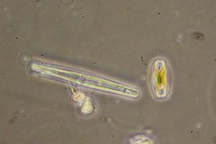 Ctenophora
