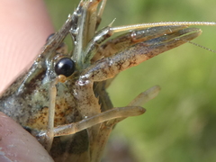 Procambarus clarkii