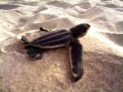 Dermochelys coriacea