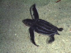 Dermochelys coriacea