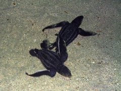 Dermochelys coriacea