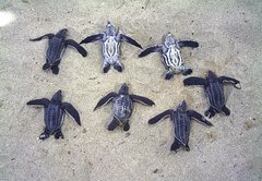 Dermochelys coriacea