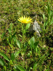 Doronicum clusii
