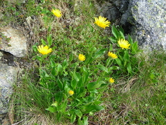Doronicum clusii