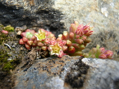 Sedum atratum