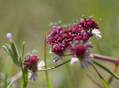 Lomatium hooveri