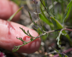 Lomatium hooveri