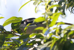 Dryoscopus cubla cubla