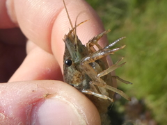 Procambarus clarkii