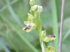Ophrys lutea galilaea