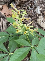 Aesculus pavia flavescens