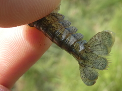 Procambarus clarkii