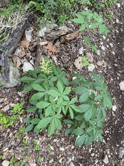 Aesculus pavia flavescens