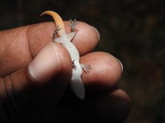 Hemidactylus reticulatus