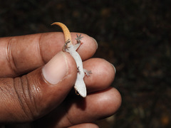 Hemidactylus reticulatus