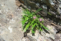 Jurinea pumila