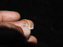 Hemidactylus reticulatus