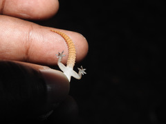 Hemidactylus reticulatus