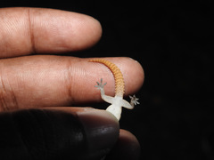 Hemidactylus reticulatus