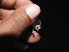 Hemidactylus reticulatus