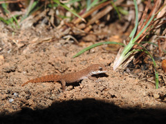 Hemidactylus reticulatus