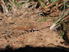 Hemidactylus reticulatus
