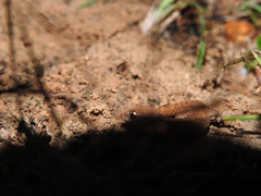 Hemidactylus reticulatus