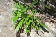 Jurinea pumila