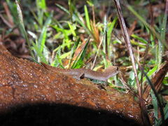 Hemidactylus reticulatus