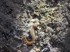 Hemidactylus reticulatus