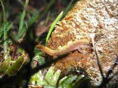 Hemidactylus reticulatus