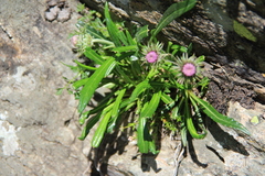 Jurinea pumila