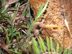 Hemidactylus reticulatus